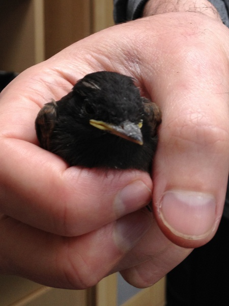 Baby phoebe returning to the nest