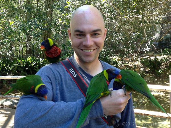 Lorikeets