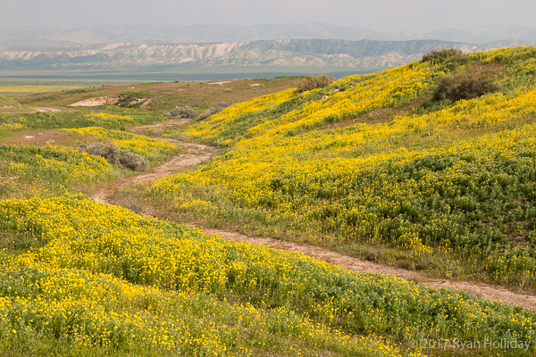 Wildflowers at the Carrizo Plain National Monument