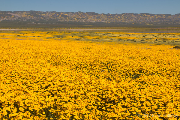 Wildflowers at the Carrizo Plain National Monument