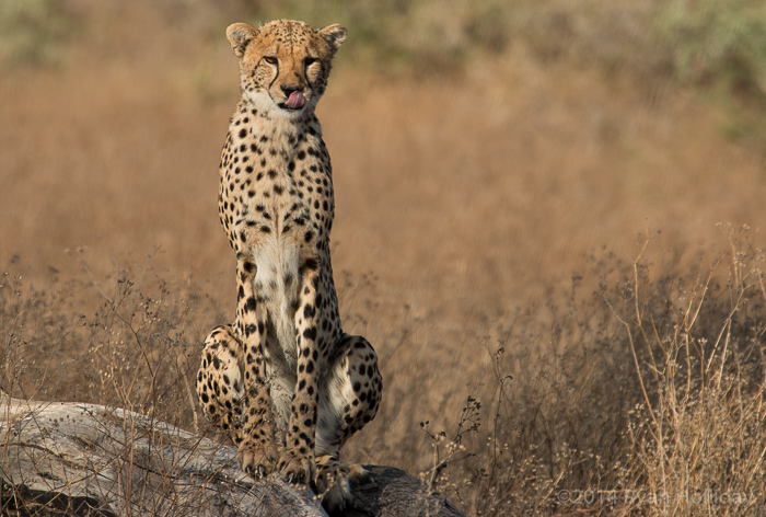 Cheetah in Ndutu