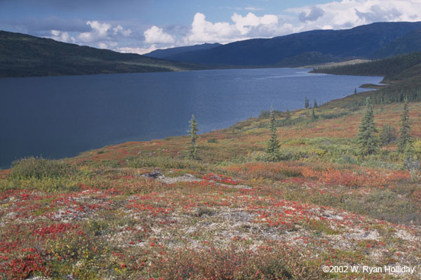 Tundra and Wonder Lake