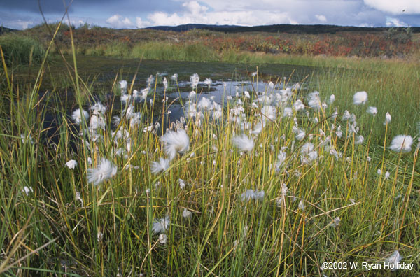 Cotton grass near Wonder Lake