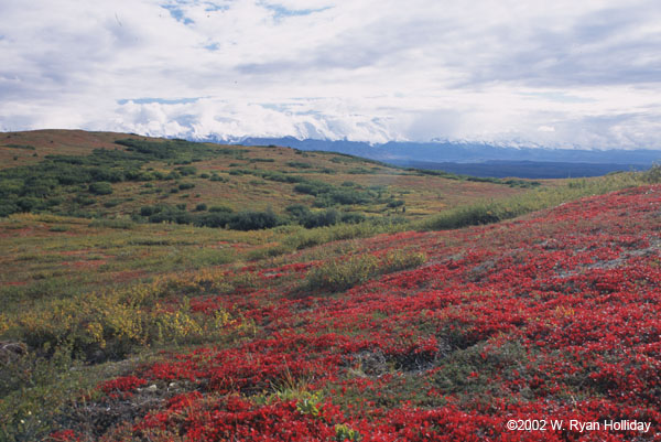 Tundra and Denali in clouds