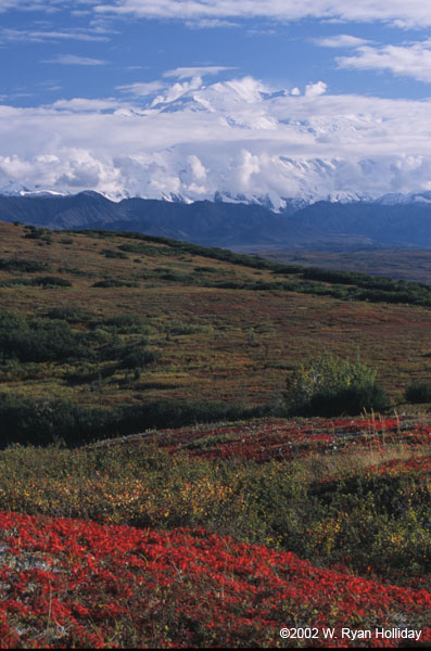 Tundra and Denali in Clouds