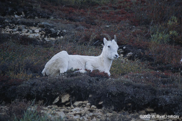 Dall Sheep Ewe