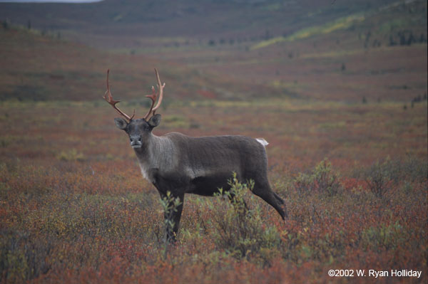 Caribou near Savage River