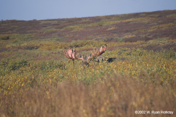 Moose near Moose Creek