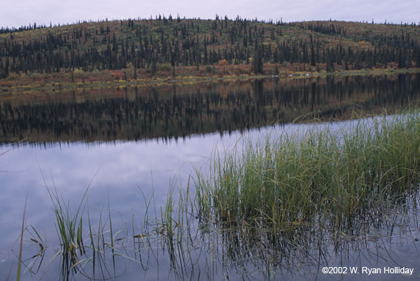 Fall Color Near Meiers Lake