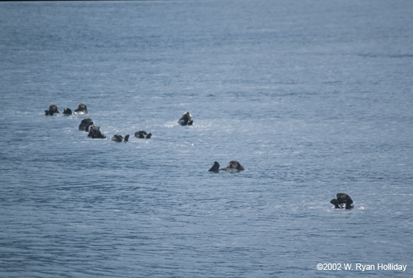 Many Sea Otters