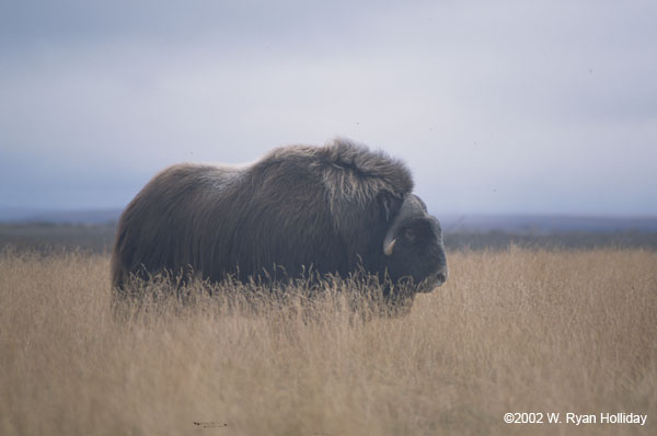 Muskox near Dalton Highway