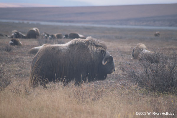 Muskox near Dalton Highway