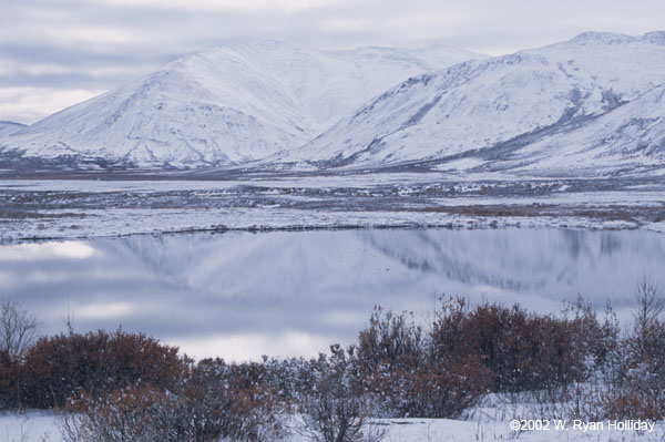 Winter Pond Reflection