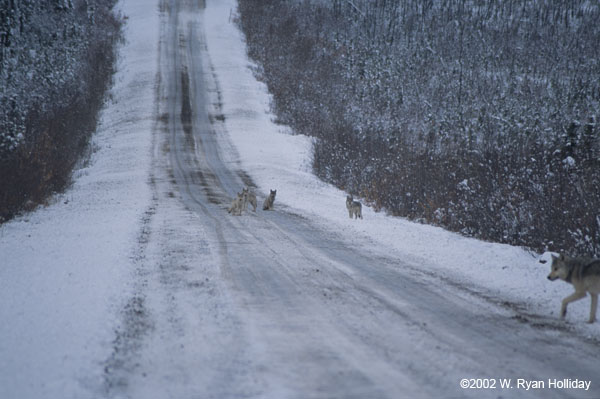 Wolves near the Dempster Highway