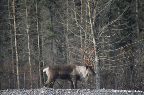 Woodland Caribou