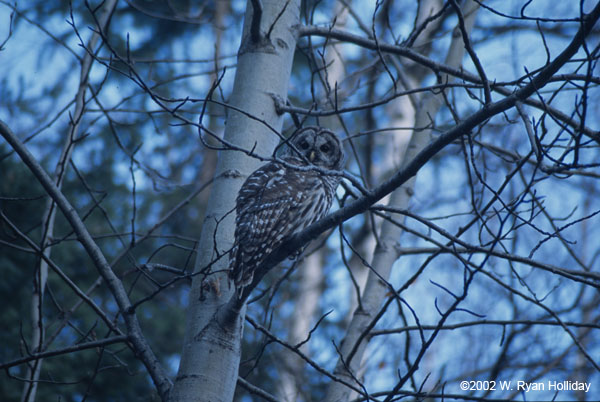 Owl in a Tree