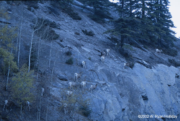 Bighorn Sheep on a Cliff