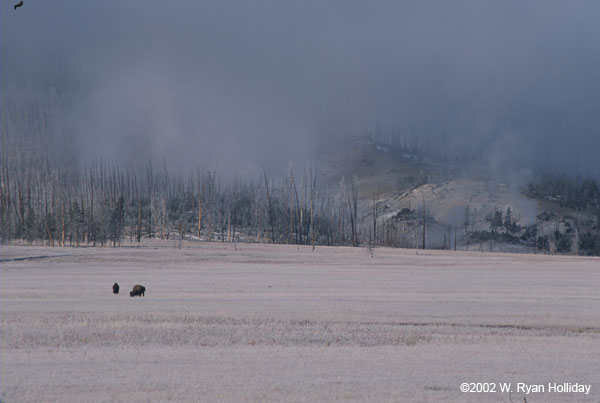 Bison in Gibbon Meadow