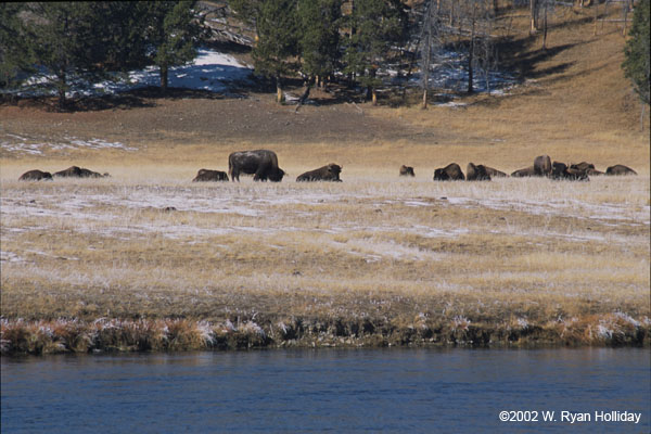 Bison in Gibbon Meadow