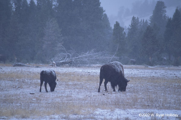 Buffalo in the Snow