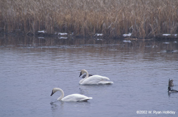 Swans in Winter