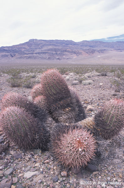 Barrel Cactus