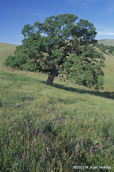 Tree in the Clayton Hills