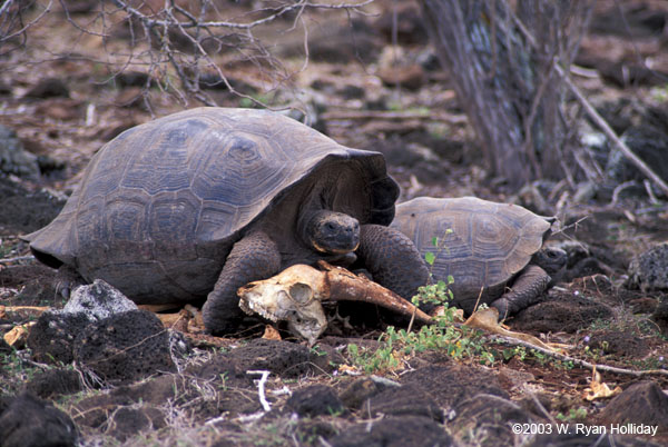Tortoise After Feeding in the Galapaguera