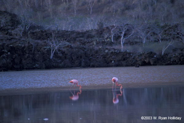 Flamingos