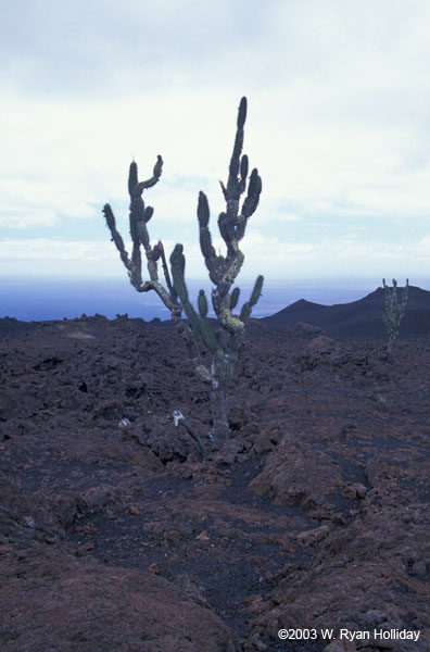 Cactus, Sierra Negra Volcano