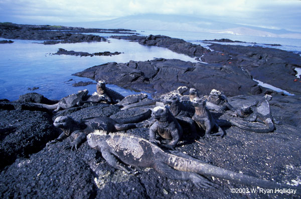 Marine Iguanas