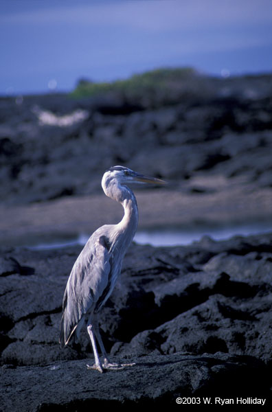 Heron