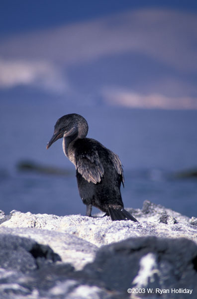 Flightless Cormorant