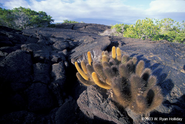 Lava Flow and Cactus