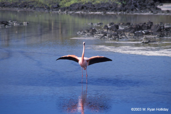 Flamingo near Dragon Hill