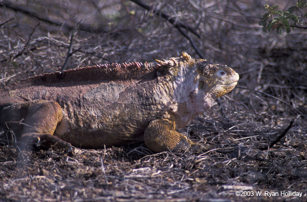 Land Iguana near Dragon Hill