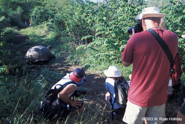 Tortoise and Photographers