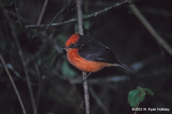 Vermillion Flycatcher