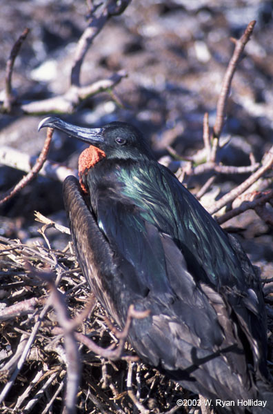 Frigate Bird