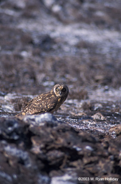 Short-Eared Owl