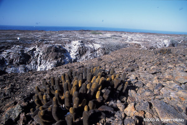 Tower Island Landscape