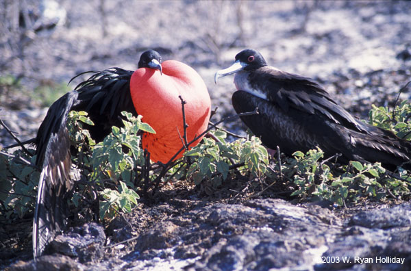 Frigate Birds