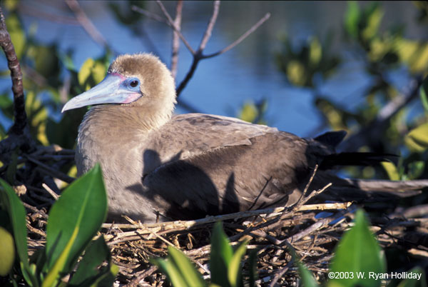 Red-Footed Boobie