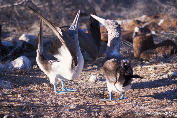 Blue-Footed Boobies