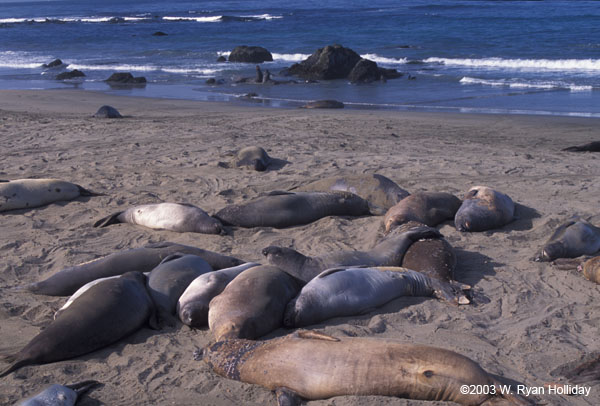 Elephant Seals on the Beach