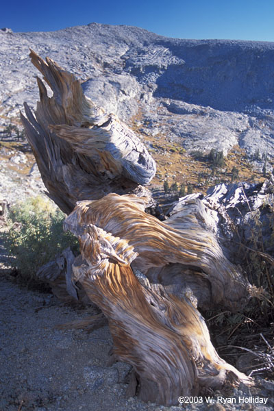 Dead Pine Above Ansel Lake