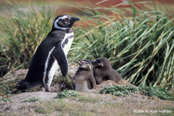 Magellanic Penguin and Chicks
