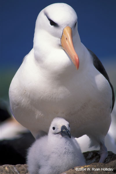 Black-browed albatross and chick