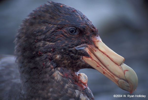 Giant Petrel After Feeding