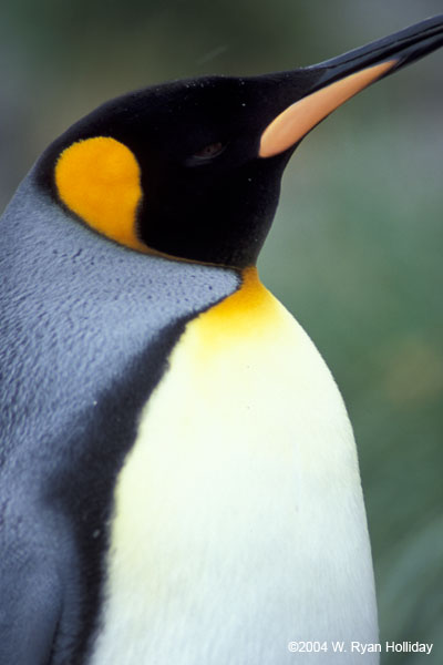 King Penguin